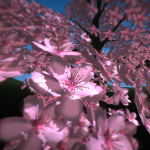 Cherry Blossom in VR